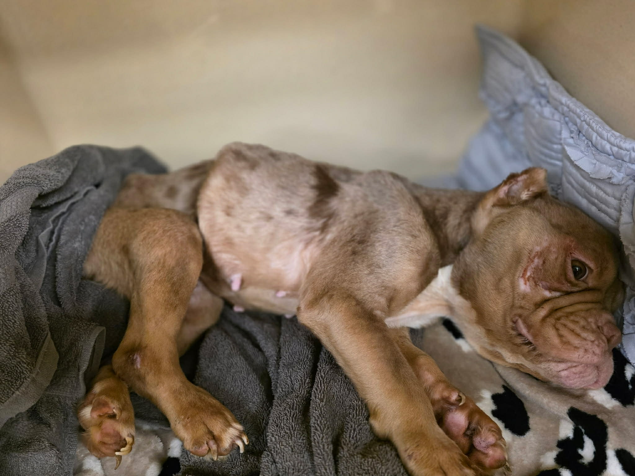 Shelter animal