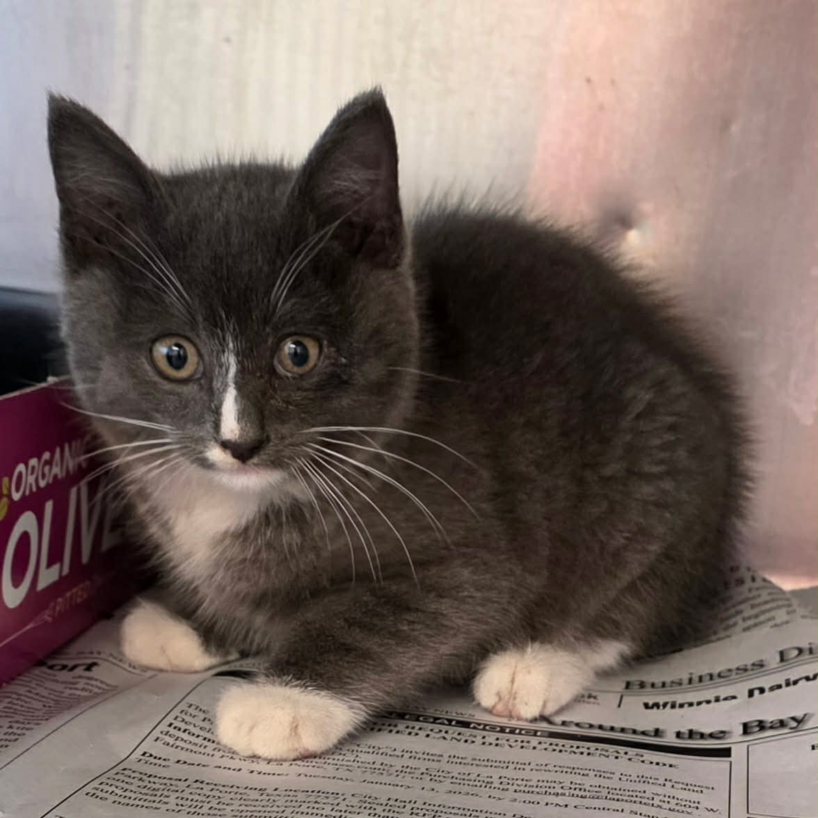 Shelter animal
