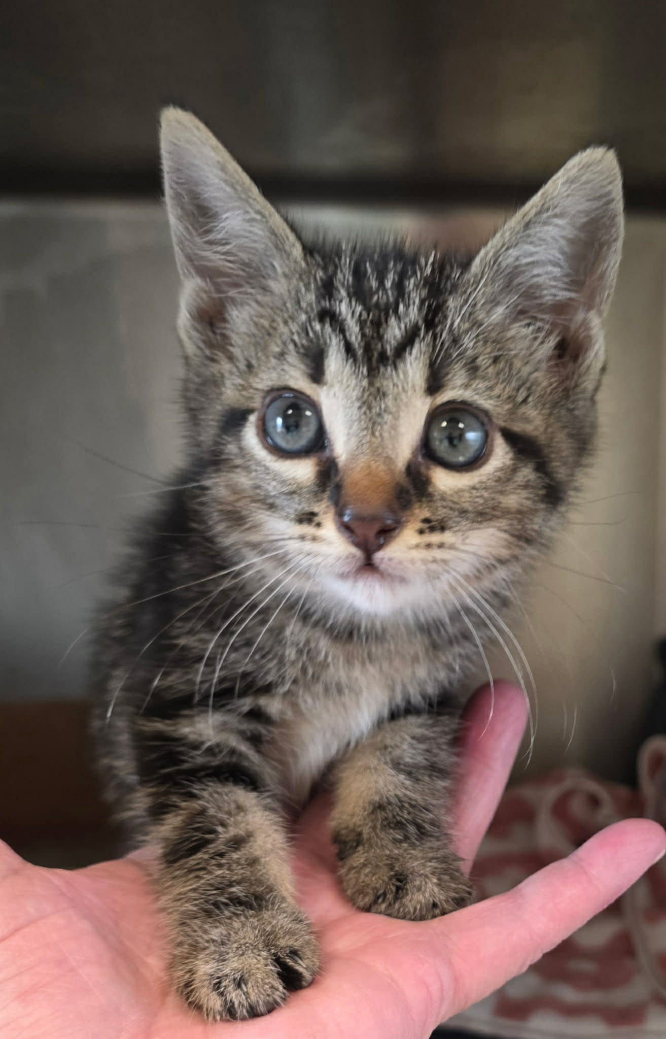 Shelter animal