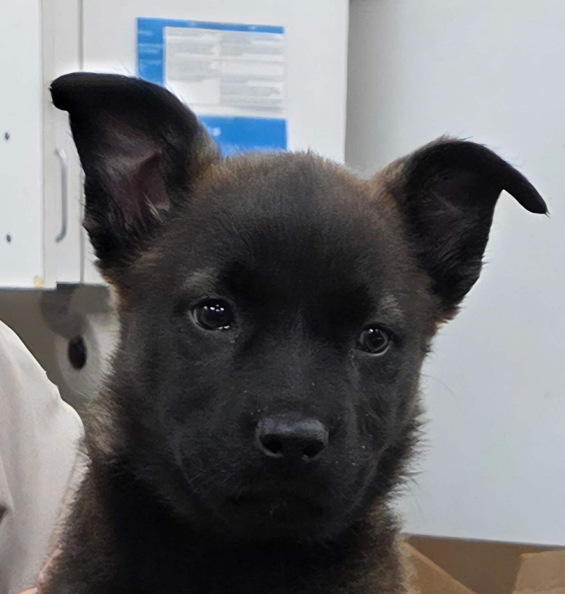 Shelter animal