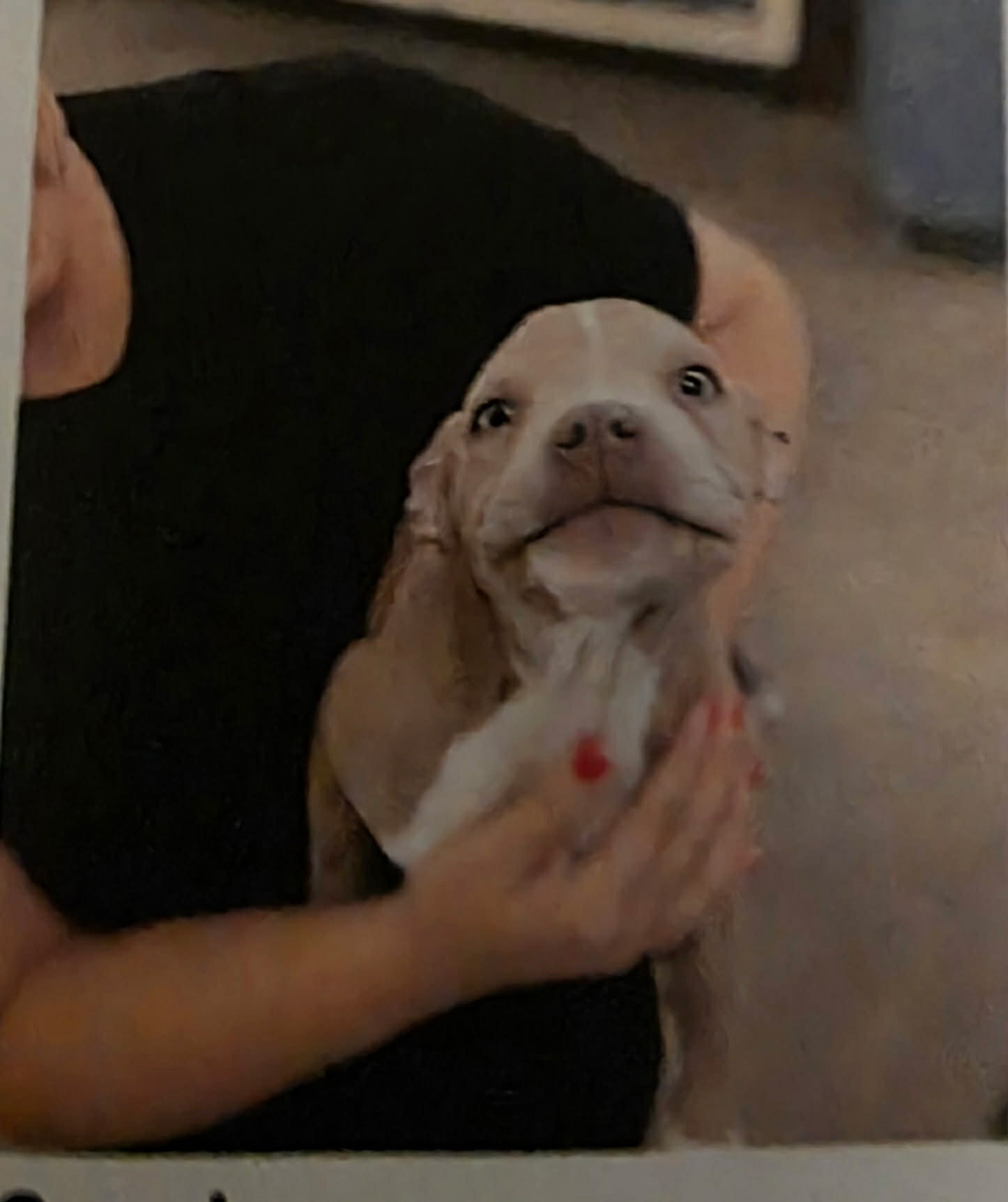 Shelter animal