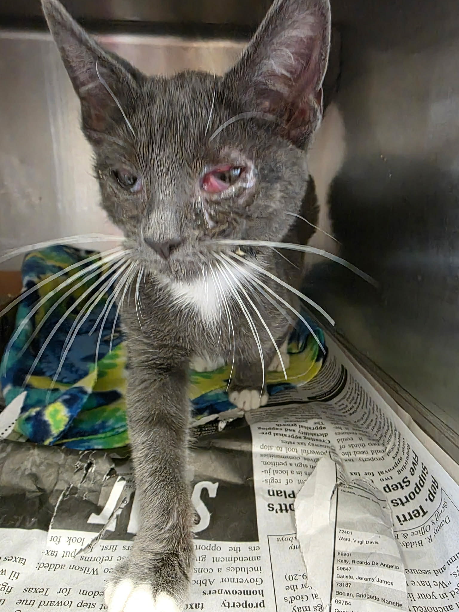 Shelter animal