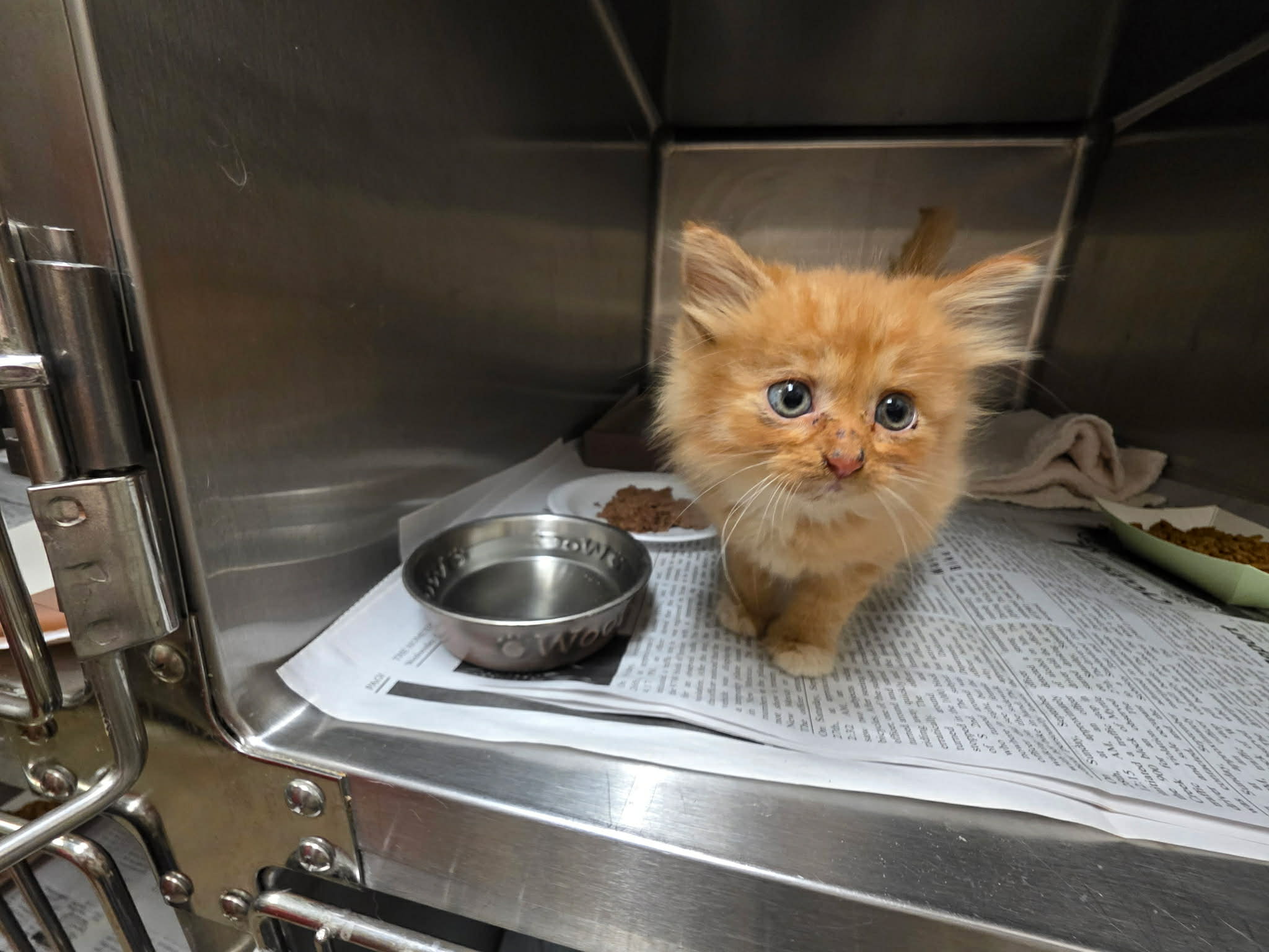 Shelter animal