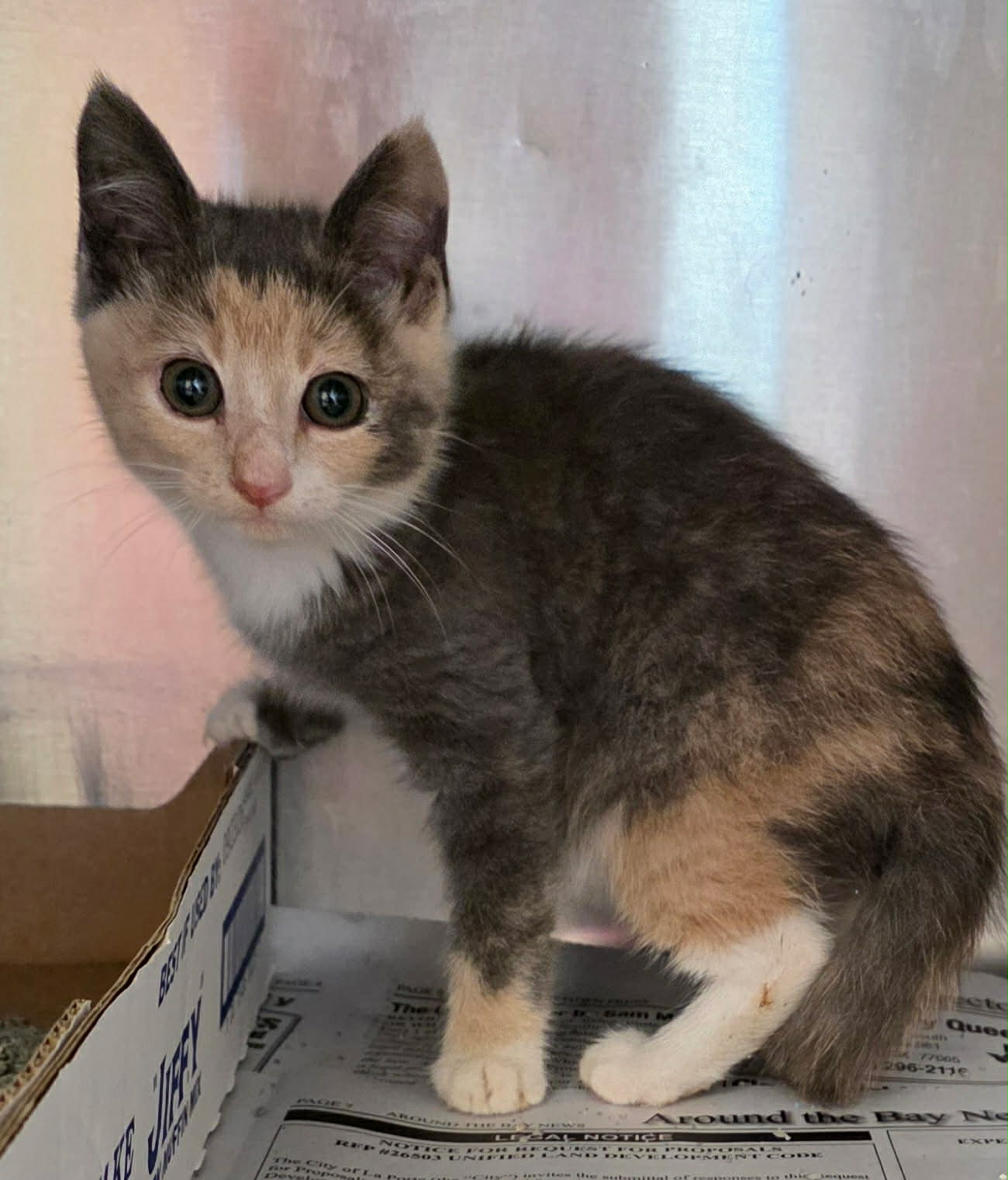 Shelter animal