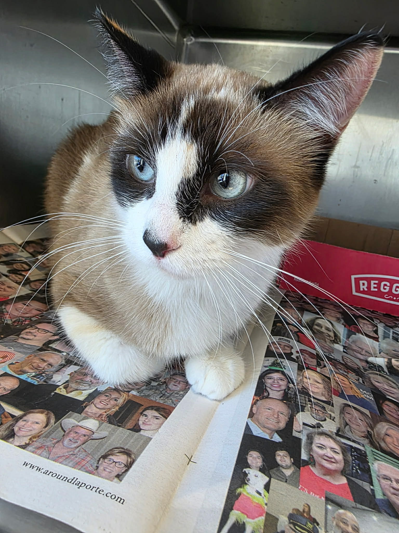 Shelter animal