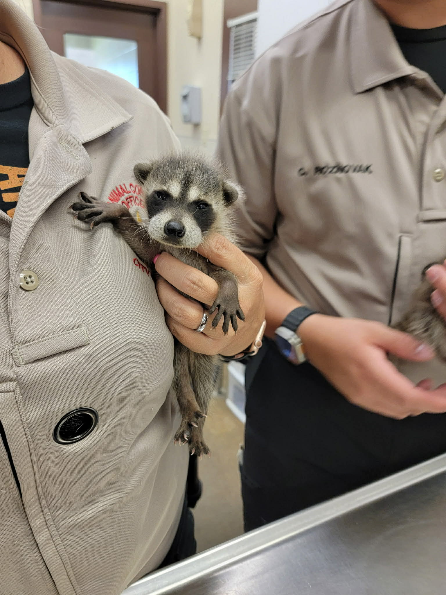 Raccoon at the shelter