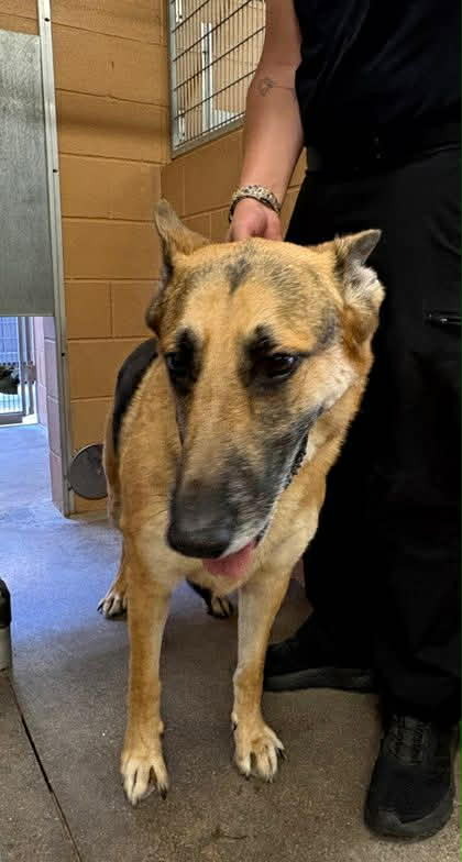 Shelter animal
