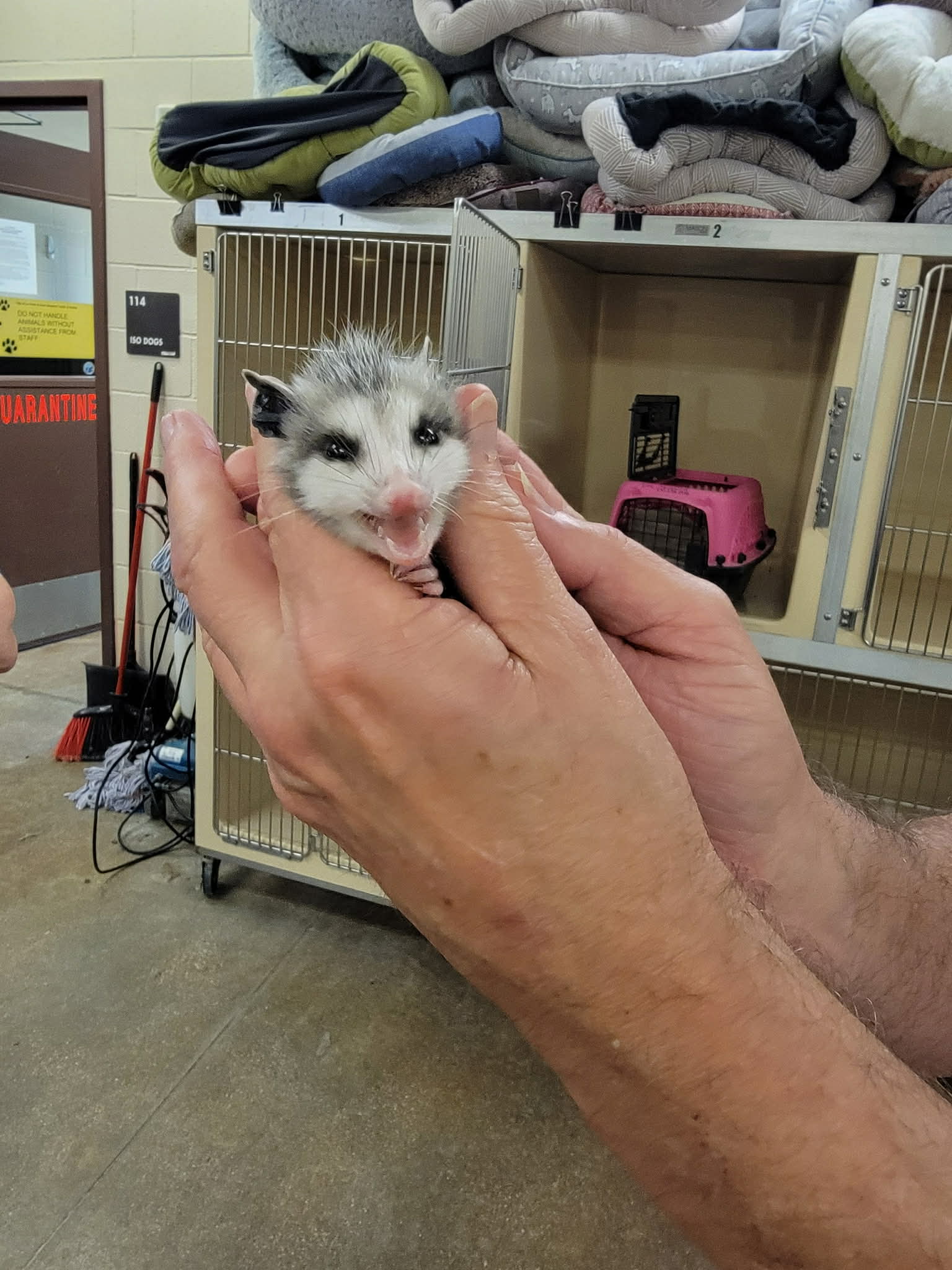 Shelter animal