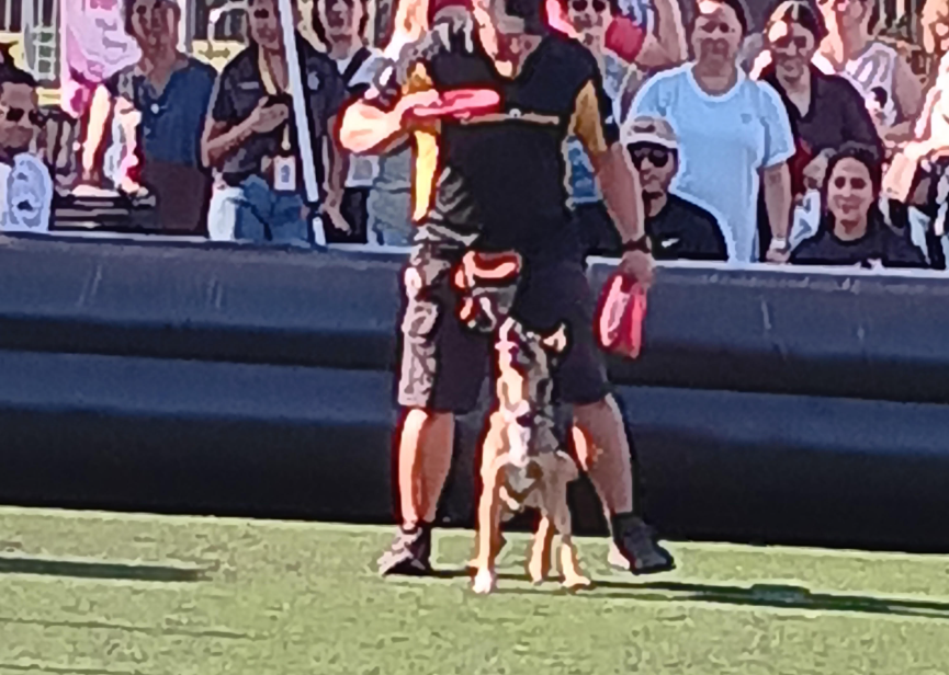 Pooch Palooza photo