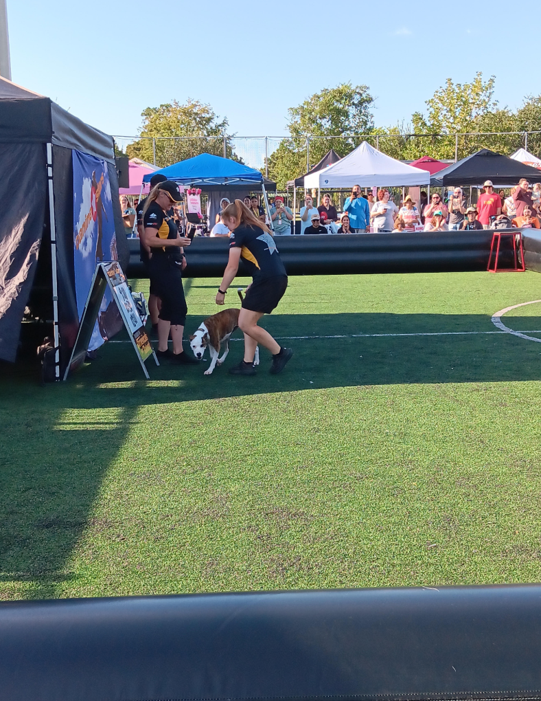 Pooch Palooza photo